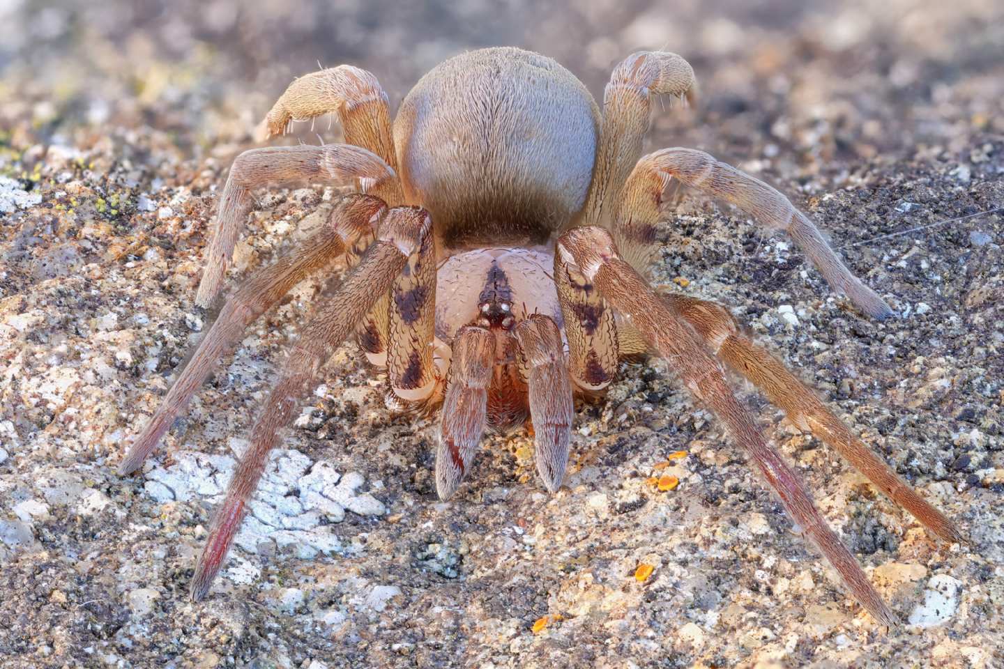 Filistata insidiatrix?